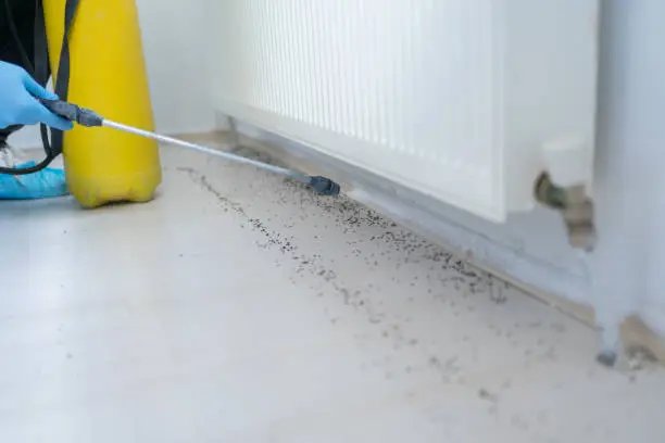 Bed bug treatment